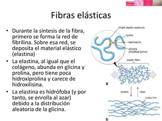 Fibras elásticas
• Durante la síntesis de la fibra,
primero se forma la red de
fibrilina. Sobre esa red, se
deposita el material elástico
(elastina)
• La elastina, al igual que el
colágeno, abunda en glicina y
prolina, pero tiene poca
hidroxiprolina y carece de
hidroxilisina.
• La elastina es hidrófoba (y por
tanto, se enrolla al azar)
debido a la distribución
aleatoria de la glicina.
 
