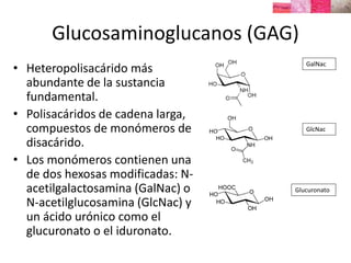 Glucosaminoglucanos (GAG)
• Heteropolisacárido más
abundante de la sustancia
fundamental.
• Polisacáridos de cadena larga,
compuestos de monómeros de
disacárido.
• Los monómeros contienen una
de dos hexosas modificadas: N-
acetilgalactosamina (GalNac) o
N-acetilglucosamina (GlcNac) y
un ácido urónico como el
glucuronato o el iduronato.
GalNac
GlcNac
Glucuronato
 