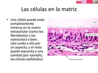 Las células en la matriz
• Una célula puede estar
completamente
inmersa en la matriz
extracelular (como los
fibroblastos y los
osteocitos) o bien ,
sólo unida a ella por
un aspecto, y el resto
queda expuesta a una
cavidad (por ejemplo,
las células epiteliales)
cavidad
Celulas epiteliales
Matriz extracelular
Núcleo de fibroblasto
 