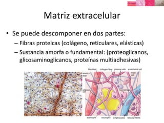 Matriz extracelular
• Se puede descomponer en dos partes:
– Fibras proteicas (colágeno, reticulares, elásticas)
– Sustancia amorfa o fundamental: (proteoglicanos,
glicosaminoglicanos, proteínas multiadhesivas)
 