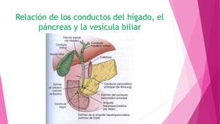 Relación de los conductos del hígado, el
páncreas y la vesícula biliar
 