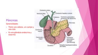 Páncreas
Generalidades
 Tiene una cabeza, un cuerpo y
una cola
 Es una glándula endocrina y
exocrina
 