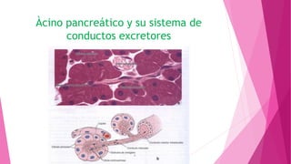 Àcino pancreático y su sistema de
conductos excretores
 