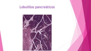 Lobulillos pancreáticos
 