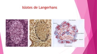 Islotes de Langerhans
 