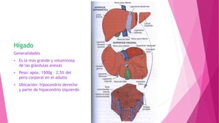 Hígado
Generalidades
 Es la mas grande y voluminosa
de las glándulas anexas
 Peso: apox. 1500g – 2,5% del
pero corporal en el adulto
 Ubicación: hipocondrio derecho
y parte de hipocondrio izquierdo
 
