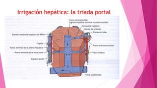 Irrigación hepática: la triada portal
 