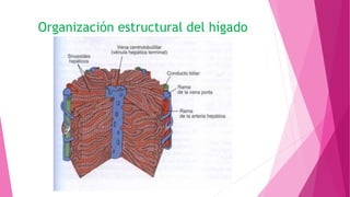 Organización estructural del hígado
 