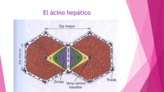 El àcino hepático
 