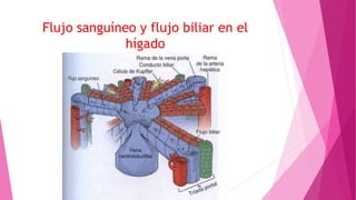 Flujo sanguíneo y flujo biliar en el
hígado
 
