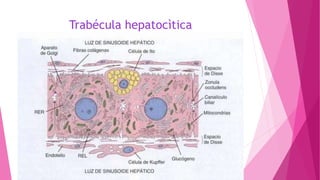 Trabécula hepatocìtica
 