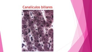 Canalículos biliares
 