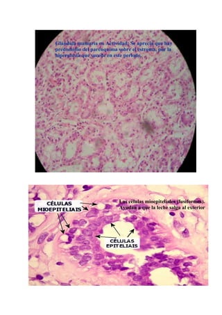 Histología de la glándula mamaria