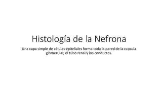 Histología de la Nefrona
Una capa simple de células epiteliales forma toda la pared de la capsula
glomerular, el tubo renal y los conductos.
 