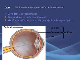 Úvea :  Nutrición de retina y producción de humor acuoso.  Coroides :  Más vascularizada Cuerpo ciliar :  En unión esclerocorneal Iris :  Continuación del cuerpo ciliar, semejante a diafragma óptico. Coroides Cuerpo ciliar Iris Úvea Esclerótica 