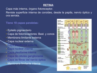 RETINA :  Capa más interna, órgano fotoreceptor.  Reviste superficie interna de coroides, desde la papila, nervio óptico y ora serrata. Tiene 10 capas paralelas: Epitelio pigmentario Capa de fotorreceptores: Bast. y conos Membrana limitante externa  Capa nuclear externa Capa plexiforme externa Capa nuclear interna Capa plexiforme interna Capa de células ganglionares Capa de fibras del nervio óptico Membrana limitante interna 