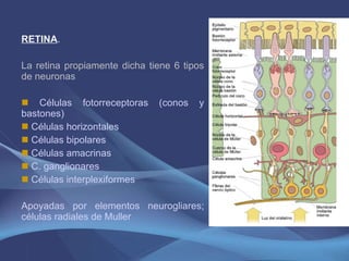 RETINA .  La retina propiamente dicha tiene 6 tipos de neuronas Células fotorreceptoras (conos y bastones) ‏ Células horizontales Células bipolares Células amacrinas C. ganglionares Células interplexiformes Apoyadas por elementos neurogliares; células radiales de Muller 