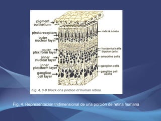 Fig. 4. Representación tridimensional de una porción de retina humana  
