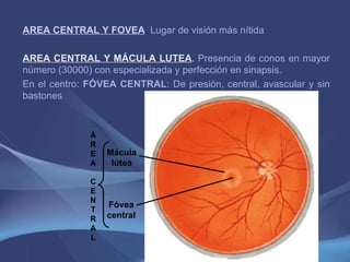 AREA CENTRAL Y FOVEA .  Lugar de visión más nítida AREA CENTRAL Y MÁCULA LUTEA .  Presencia de conos en mayor número (30000) con especializada y perfección en sinapsis. En el centro:  FÓVEA CENTRAL : De presión, central, avascular y sin bastones Mácula lútea Fóvea central Á R E A C E N T R A L 