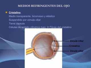 MEDIOS REFRINGENTES DEL OJO Cristalino . Medio transparente, biconvexo y elástico Suspendido por zónula ciliar Tiene cápsula Células de epitelio cilíndrico bajo    Fibras del cristalino Cristalino Zónula ciliar Zónula ciliar 