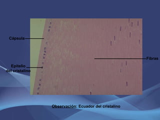 Cápsula Epitelio del cristalino Fibras Observación : Ecuador del cristalino 