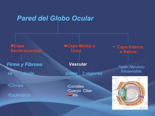 Pared del Globo Ocular Capa Esclerocorneal  Capa Media o Uvea  Capa Interna o Retina Firme y Fibroso Vascular Tejido Nervioso fotosensible se  divide Córnea  Esclerótica posee  3 regiones Coroides Cuerpo  Ciliar Iris 