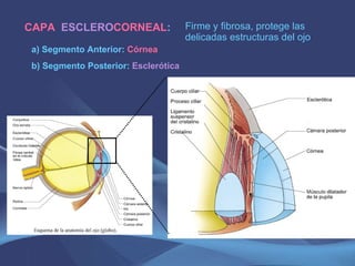 CAPA  ESCLERO CORNEAL : Firme y fibrosa, protege las delicadas estructuras del ojo a) Segmento Anterior:   Córnea b) Segmento Posterior:  Esclerótica 