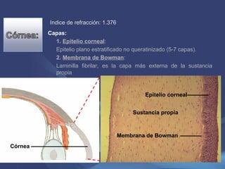Córnea Epitelio corneal Membrana de Bowman Sustancia propia Indice de refracción: 1.376 Capas: 1.  Epitelio corneal :  Epitelio plano estratificado no queratinizado (5-7 capas). 2.  Membrana de Bowman : Laminilla fibrilar, es la capa más externa de la sustancia propia 