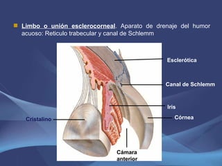 Limbo o unión esclerocorneal . Aparato de drenaje del humor acuoso: Reticulo trabecular y canal de Schlemm Cristalino Córnea Esclerótica Canal de Schlemm Iris Cámara anterior 