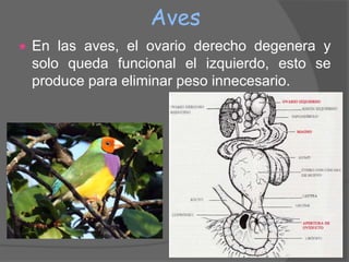Aves
   En las aves, el ovario derecho degenera y
    solo queda funcional el izquierdo, esto se
    produce para eliminar peso innecesario.
 