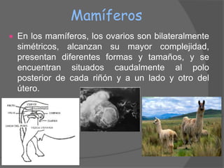 Mamíferos
   En los mamíferos, los ovarios son bilateralmente
    simétricos, alcanzan su mayor complejidad,
    presentan diferentes formas y tamaños, y se
    encuentran situados caudalmente al polo
    posterior de cada riñón y a un lado y otro del
    útero.
 