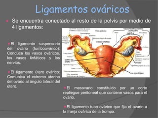 Ligamentos ováricos
   Se encuentra conectado al resto de la pelvis por medio de
    4 ligamentos:


El ligamento suspensorio
del ovario (Iumboovárico):
Conduce los vasos ováricos,
los vasos linfáticos y los
nervios.

El ligamento útero ovárico:
Comunica el extremo uterino
del ovario al ángulo lateral del
útero.                           El mesovario constituido por un corto
                                 repliegue peritoneal que contiene vasos para el
                                 ovario.

                                El ligamento tubo ovárico que fija el ovario a
                                la franja ovárica de la trompa.
 