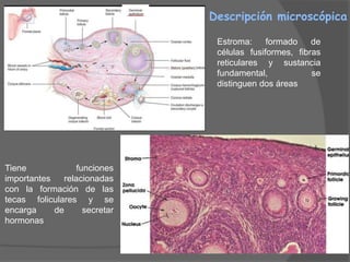 Descripción microscópica

                                Estroma:     formado    de
                                células fusiformes, fibras
                                reticulares y sustancia
                                fundamental,            se
                                distinguen dos áreas




Tiene             funciones
importantes   relacionadas
con la formación de las
tecas foliculares y se
encarga     de      secretar
hormonas
 