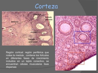 Corteza




Región cortical: región periférica que
rodea la medula , contiene los folículos
en diferentes fases de crecimiento
incluidos en un tejido conectivo, se
encuentran células musculares lisas
dispersas
 