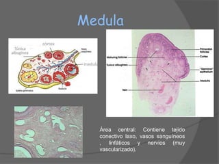 Medula




  Área central: Contiene tejido
  conectivo laxo, vasos sanguíneos
  , linfáticos y nervios (muy
  vascularizado).
 