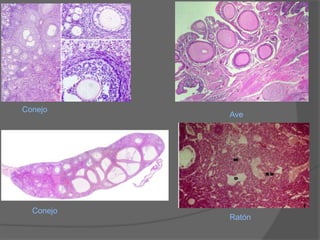 Conejo
           Ave




  Conejo
           Ratón
 