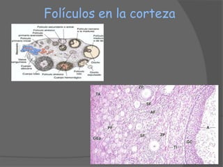 Folículos en la corteza
 