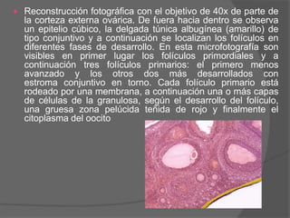    Reconstrucción fotográfica con el objetivo de 40x de parte de
    la corteza externa ovárica. De fuera hacia dentro se observa
    un epitelio cúbico, la delgada túnica albugínea (amarillo) de
    tipo conjuntivo y a continuación se localizan los folículos en
    diferentes fases de desarrollo. En esta microfotografía son
    visibles en primer lugar los folículos primordiales y a
    continuación tres folículos primarios: el primero menos
    avanzado y los otros dos más desarrollados con
    estroma conjuntivo en torno. Cada folículo primario está
    rodeado por una membrana, a continuación una o más capas
    de células de la granulosa, según el desarrollo del folículo,
    una gruesa zona pelúcida teñida de rojo y finalmente el
    citoplasma del oocito
 