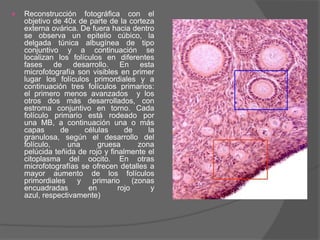    Reconstrucción fotográfica con el
    objetivo de 40x de parte de la corteza
    externa ovárica. De fuera hacia dentro
    se observa un epitelio cúbico, la
    delgada túnica albugínea de tipo
    conjuntivo y a continuación se
    localizan los folículos en diferentes
    fases de desarrollo. En esta
    microfotografía son visibles en primer
    lugar los folículos primordiales y a
    continuación tres folículos primarios:
    el primero menos avanzados y los
    otros dos más desarrollados, con
    estroma conjuntivo en torno. Cada
    folículo primario está rodeado por
    una MB, a continuación una o más
    capas      de     células      de      la
    granulosa, según el desarrollo del
    folículo,    una      gruesa        zona
    pelúcida teñida de rojo y finalmente el
    citoplasma del oocito. En otras
    microfotografías se ofrecen detalles a
    mayor aumento de los folículos
    primordiales    y   primario      (zonas
    encuadradas        en        rojo       y
    azul, respectivamente)
 