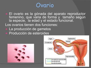 Ovario
 El ovario es la gónada del aparato reproductor
  femenino, que varia de forma y tamaño según
  la especie, la edad y el estado funcional.
Los ovarios tienen dos funciones:
 La producción de gametos
 Producción de esteroides
 