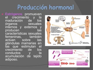Producción hormonal
   Estrógenos promueven
    el crecimiento y la
    maduración      de   los
    órganos         sexuales
    internos y externos y
    producen             las
    características sexuales
    femeninas,       también
    actúan      sobre    las
    glándulas mamarias en
    las que estimulan el
    crecimiento     de   los
    conductos        y     la
    acumulación de tejido
    adiposo.
 