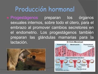 Producción hormonal
   Progestágenos      preparan    los    órganos
    sexuales internos, sobre todo el útero, para el
    embrazo al promover cambios secretores en
    el endometrio. Los progestágenos también
    preparan las glándulas mamarias para la
    lactación.
 