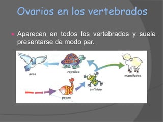 Ovarios en los vertebrados

   Aparecen en todos los vertebrados y suele
    presentarse de modo par.
 