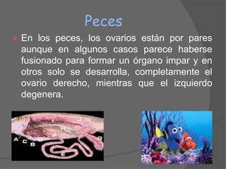 Peces
   En los peces, los ovarios están por pares
    aunque en algunos casos parece haberse
    fusionado para formar un órgano impar y en
    otros solo se desarrolla, completamente el
    ovario derecho, mientras que el izquierdo
    degenera.
 