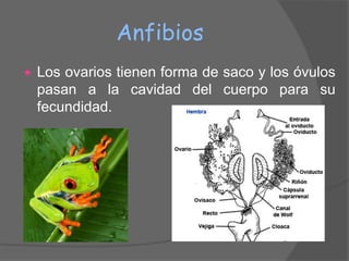 Anfibios
   Los ovarios tienen forma de saco y los óvulos
    pasan a la cavidad del cuerpo para su
    fecundidad.
 
