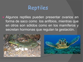 Reptiles
   Algunos reptiles pueden presentar ovarios en
    forma de saco como los anfibios, mientras que
    en otros son sólidos como en los mamíferos y
    secretan hormonas que regulan la gestación.
 