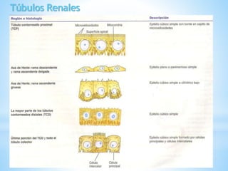 Histología del riñón | PPTX