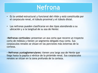 Nefrona 
• Es la unidad estructural y funcional del riñón y está constituida por 
el corpúsculo renal, el túbulo proximal y el túbulo distal. 
• Las nefronas pueden clasificarse en dos tipos atendiendo a su 
ubicación y a la longitud de su asa de Henle: 
-Nefronas corticales: presentan un asa corta que recorre un trayecto 
corto de médula y tienen un segmento delgado muy corto. Sus 
corpúsculos renales se sitúan en las porciones más externas de la 
corteza. 
- Nefronas yuxtaglomerulares: tienen una larga asa de Henle que 
llega hasta la papila o vértice de la pirámide renal. Sus corpúsculos 
renales se sitúan en la zona profunda de la corteza. 
 