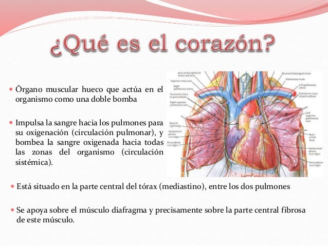 Capas Del Corazon De Adentro Hacia Afuera