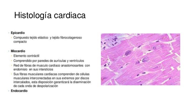 Histología del sistema cardiovascular